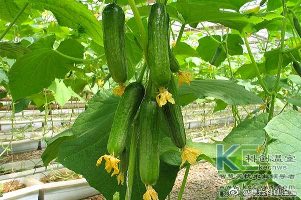無土栽培，無土栽培技術(shù)，無土栽培設備