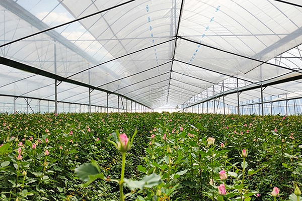 無土栽培，無土栽培技術(shù)，無土栽培設(shè)備