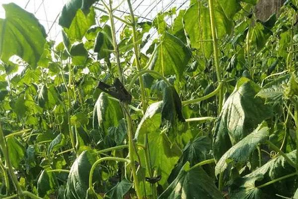 無土栽培，無土栽培技術，無土栽培設備