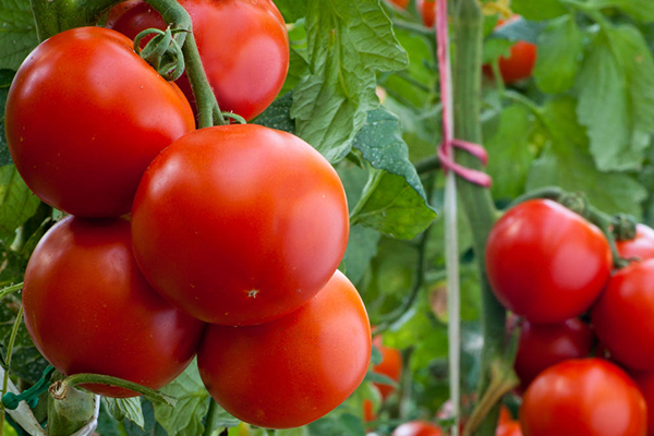 無土栽培，無土栽培技術，無土栽培設備