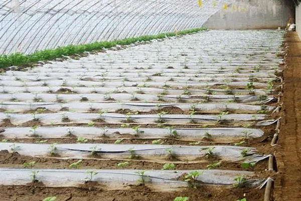 無土栽培，無土栽培技術，無土栽培設備