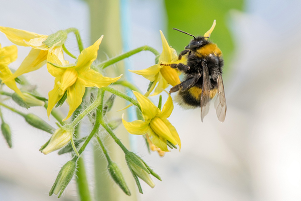 無土栽培，無土栽培技術(shù)，無土栽培設(shè)備