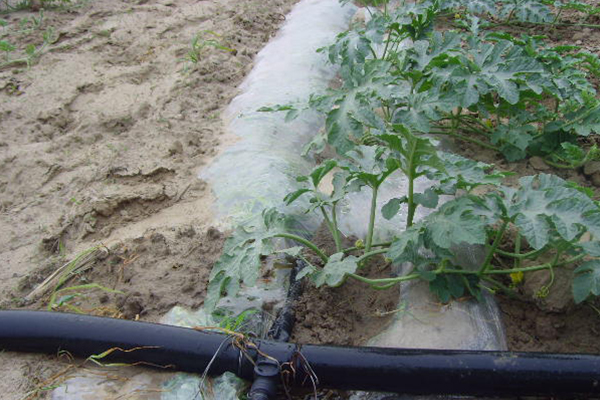 無土栽培，無土栽培技術(shù)，無土栽培設(shè)備