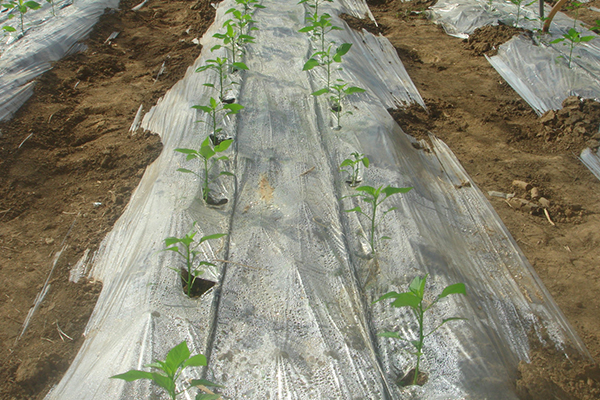 無土栽培，無土栽培技術，無土栽培設備