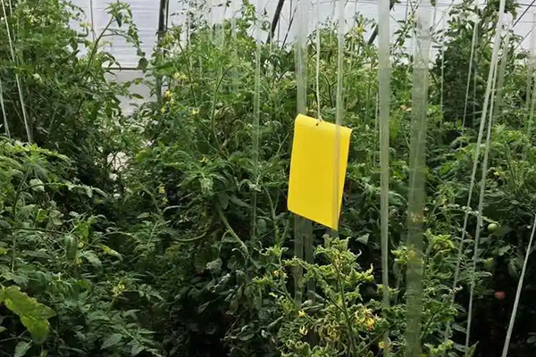 無土栽培，無土栽培技術，無土栽培設備