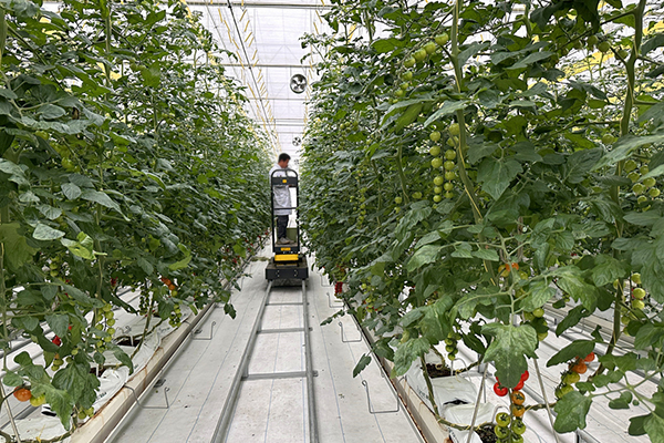 無土栽培，無土栽培技術(shù)，無土栽培設(shè)備