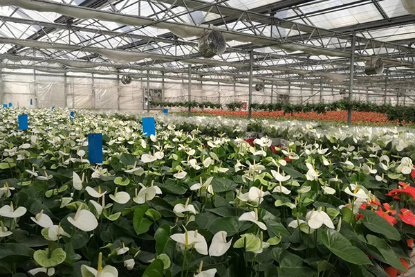 無土栽培，無土栽培技術(shù)，無土栽培設(shè)備