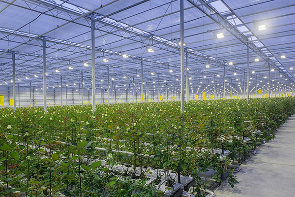 無土栽培，無土栽培技術(shù)，無土栽培設(shè)備