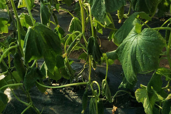 無土栽培，無土栽培技術，無土栽培設備
