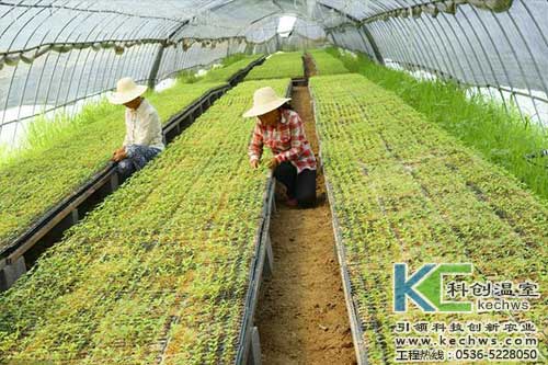 無土栽培，無土栽培技術(shù)，無土栽培設(shè)備