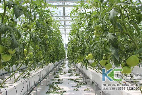 無土栽培，無土栽培技術，無土栽培設備