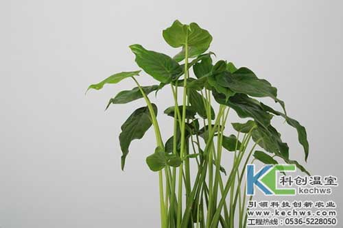 無土栽培，無土栽培技術，無土栽培設備