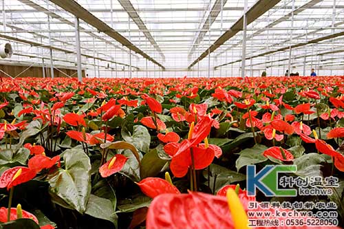 無土栽培，無土栽培技術(shù)，無土栽培設(shè)備