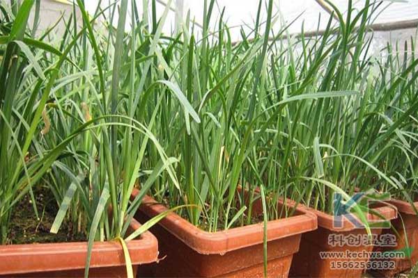 無土栽培，無土栽培技術(shù)，無土栽培設(shè)備