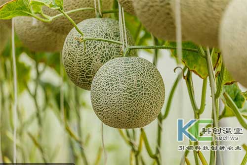 無土栽培，無土栽培技術，無土栽培設備