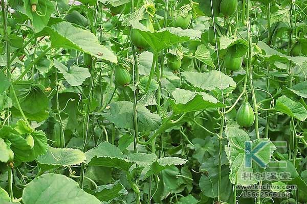 無土栽培，無土栽培技術，無土栽培設備