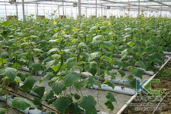 無土栽培，無土栽培技術