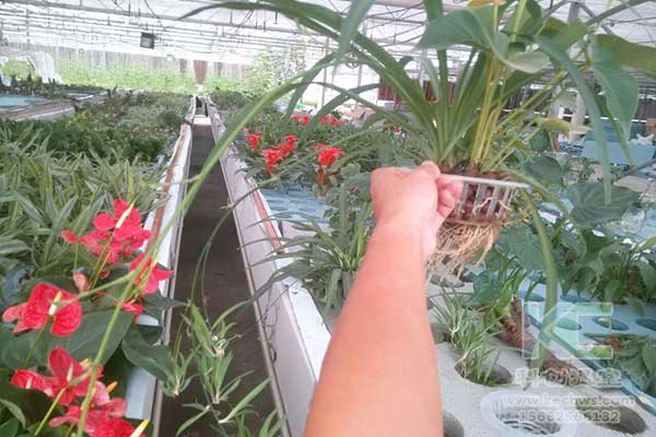 無土栽培，無土栽培技術，無土栽培設備