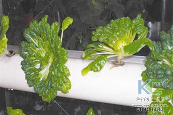 無土栽培，無土栽培技術(shù)，無土栽培設(shè)備