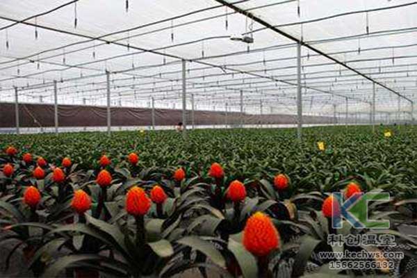 無土栽培，無土栽培技術，無土栽培設備