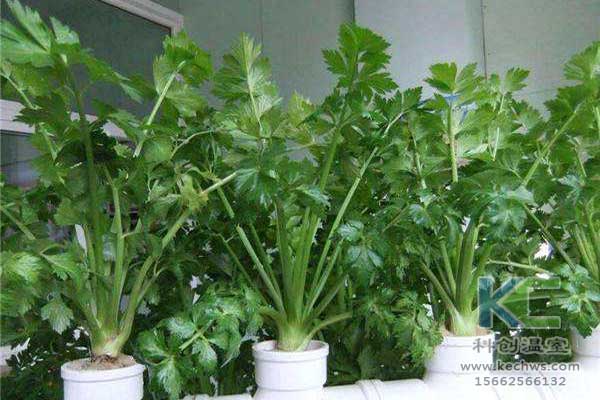 無(wú)土栽培，無(wú)土栽培技術(shù)，無(wú)土栽培設(shè)備