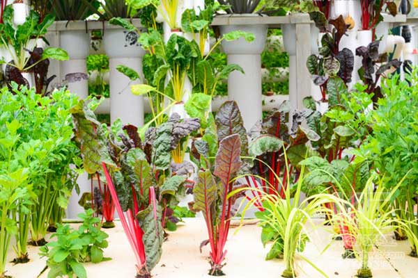 無土栽培，無土栽培技術，無土栽培設備