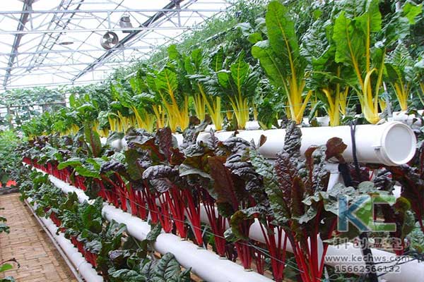 無土栽培，無土栽培技術，無土栽培設備