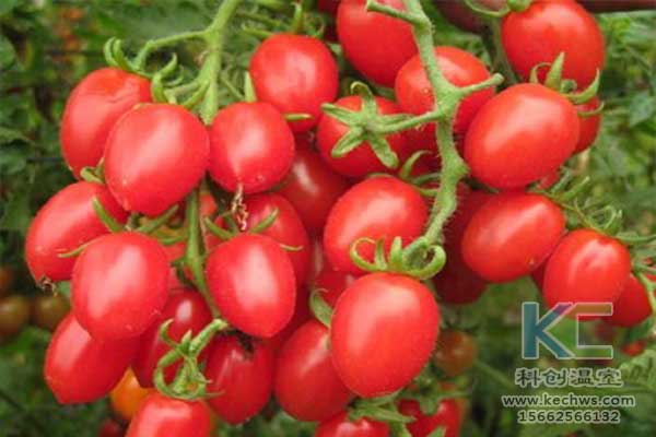 無土栽培，無土栽培技術，無土栽培設備