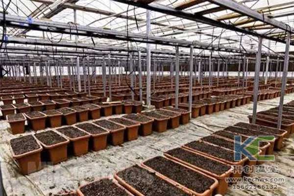 無土栽培，無土栽培技術，無土栽培設備