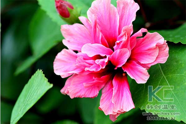 無土栽培，無土栽培技術，無土栽培設備