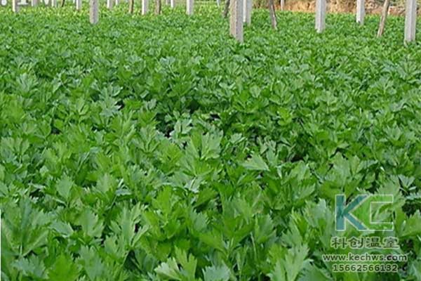 無(wú)土栽培，無(wú)土栽培技術(shù)