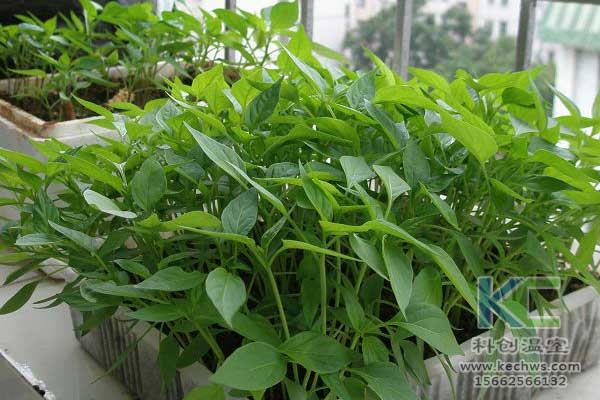 無土栽培，無土栽培技術，無土栽培設備