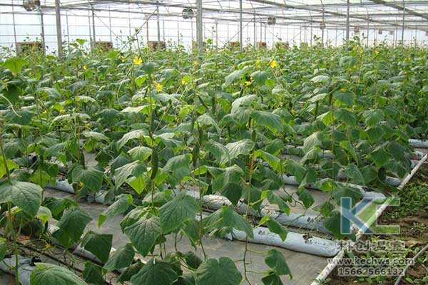 無土栽培，無土栽培技術(shù)，無土栽培設備
