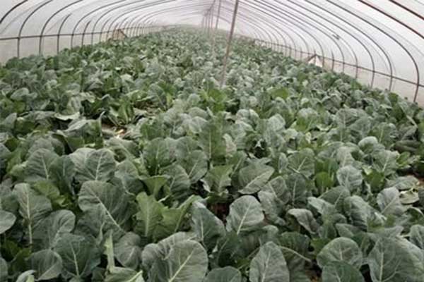 無土栽培，無土栽培技術(shù)，無土栽培設(shè)備