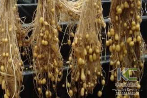 無土栽培，無土栽培技術，無土栽培設備