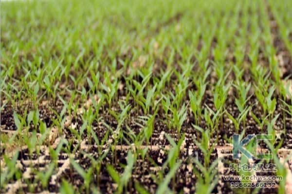 無土栽培，無土栽培技術，無土栽培設備