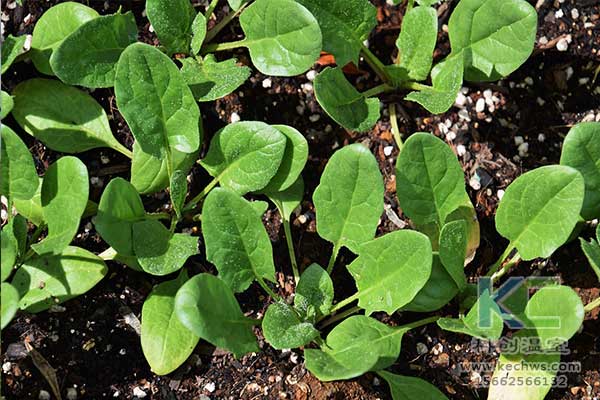 無土栽培，無土栽培技術