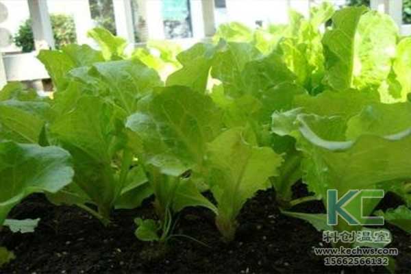 無土栽培，無土栽培技術，無土栽培設備