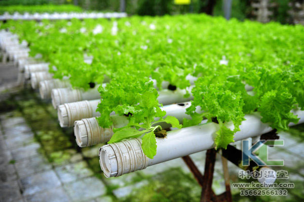 無土栽培，無土栽培技術(shù)，溫室大棚，蔬菜大棚