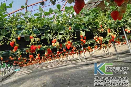 無土栽培，無土栽培技術(shù)，無土栽培設(shè)備