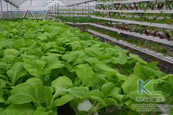 無土栽培技術(shù)，無土栽培設(shè)備，無土栽培，溫室大棚