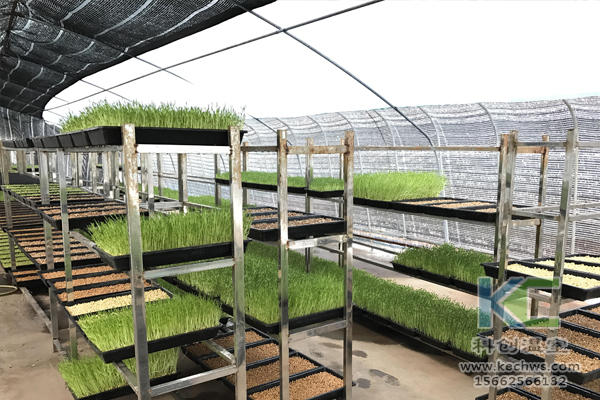 無土栽培技術，無土栽培蔬菜，無土栽培設備，溫室大棚 