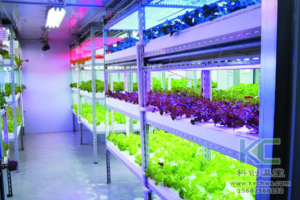 蔬菜無土栽培，無土栽培技術，無土栽培設備，無土栽培