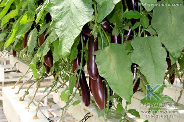 無土栽培技術(shù)，無土栽培設(shè)備，無土栽培，溫室大棚