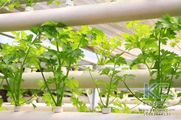 無土栽培，無土栽培技術(shù)，無土栽培設(shè)備