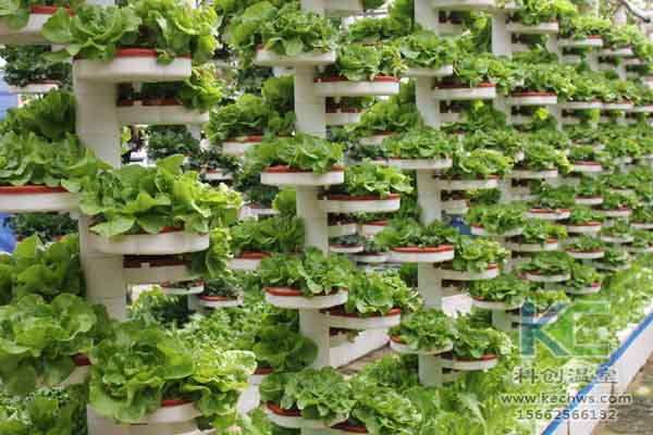 無土栽培技術(shù)，無土栽培，溫室大棚，基質(zhì)栽培