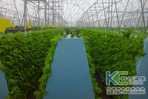 無土栽培，無土栽培技術，無土栽培設備