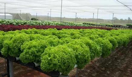 無土栽培，無土栽培技術，無土栽培設備