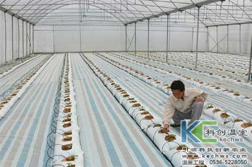 無土栽培，無土栽培技術(shù)，無土栽培設(shè)備