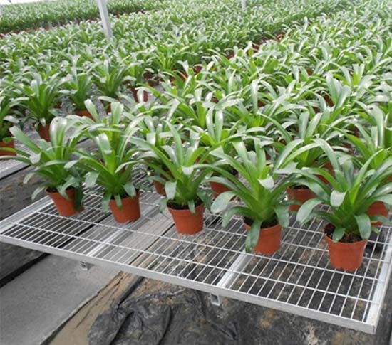 無土栽培，無土栽培技術(shù)，無土栽培設(shè)備